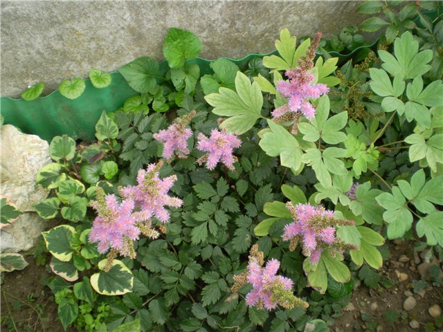 astilba